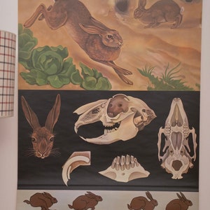Vintage  School RABBIT Jung Koch Quentell Original Educational Chart