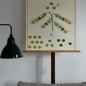 Vintage Schulkarte GENETIK PEAS Schulkarte Gamke, Berlin Original Lehrtafel 60er Jahre