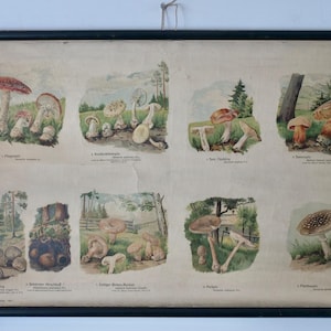 Vintage Schulkarte PILZE LITHOGRAPHIE Schulkarte Original um 1900