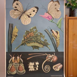 Vintage BUTTERFLY KOHLWEISSLING school CHART old Jung Koch Quentell Original Educational Chart