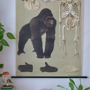 Op de afbeelding: Een vintage educatieve kaart met een gorilla, zijn skelet en een close-up van zijn schedel en hersenen. De kaart is gedrukt op een lichtgroene achtergrond met zwarte tekst en illustraties. De kaart is opgerold en hangt aan een muur.