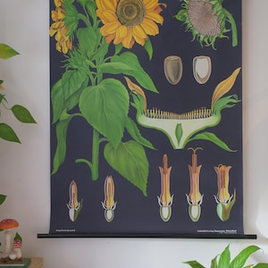 Vintage ZONNEBLOEM schoolkaart Jung Koch Quentell originele educatieve kaart