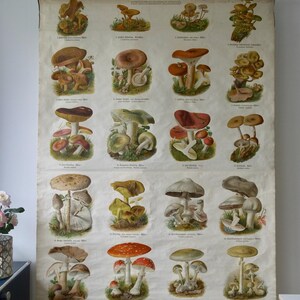 Litografía antigua muy rara del Dr. Schmeil, 1907, con el título MUSHROOM I Educational School Chart