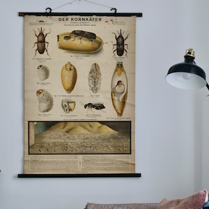 Gráfico escolar vintage GRAIN WEEVIL Gráfico educativo original