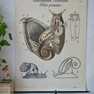 Carte scolaire vintage - ESCARGOT DE PFURTSCHELLER - Gastropoda Pulmonata - Helix Pomatia - Tableau éducatif original - Tableau mural