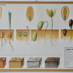 Morfologia Vintage de PLANTAS Sementes e Solo Quadro de parede escolar Quadro educacional original