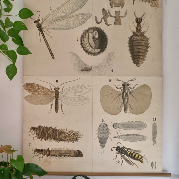 Vintage School Chart Arthropoda. Insecta NEUROPTERA  DR.LEUCKART  Original Educational Chart