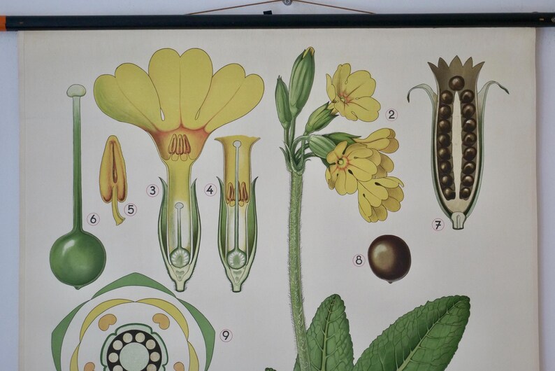 Vintage SNOWDROP Flower School Chart HASLINGER Original Educational ...