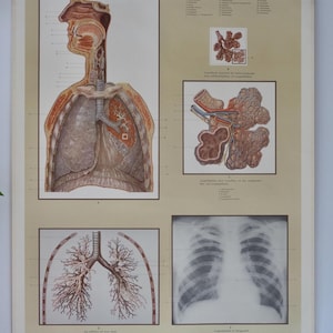 TABLEAU scolaire vintage de l'APPAREIL RESPIRATOIRE Ernst Klett, carte éducative originale des années 50