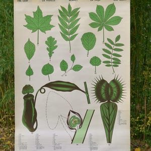 carte murale scolaire vintage SHAPE of Leaf, carte éducative originale