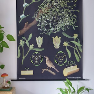 Vintage MISTLETOE school chart Jung Koch Quentell Original Educational Chart