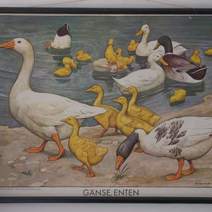 Carte scolaire vintage OIE et CANARD Carte éducative originale d'Adalbert Pilch