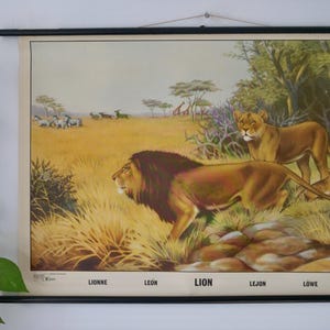 Vintage Englische Schulkarte LION Originale Lehrtafel