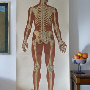 Vintage SKELETON back school HYGIENEMUSEUM Dresden jaren 60 originele educatieve kaart