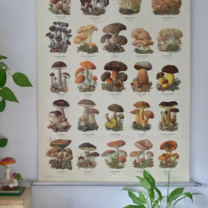 Vintage MUSHROOM T1 gráfico de pared escolar Gráfico educativo Röhr Verlag