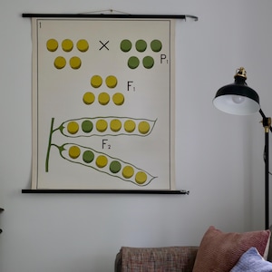 Vintage Schulkarte GENETIK PEAS Schulkarte Gamke, Berlin Original Lehrtafel 60er Jahre