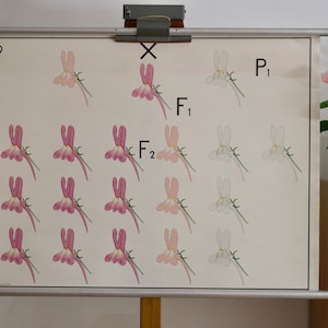 Vintage schoolkaart GENETIK FLOWER schoolkaart Gamke, Berlijn originele educatieve kaart jaren '60
