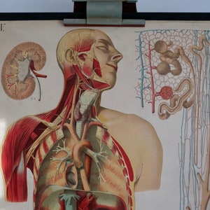 TORSO umano d'epoca con testa anatomica CARTA Grafico educativo originale