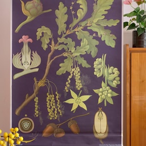 Vintage OAK TREE school chart Jung Koch Quentell Original Educational Chart