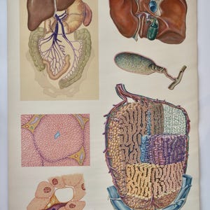 carte scolaire du foie vintage HYGIENEMUSEUM Dresde des années 60 carte murale éducative originale