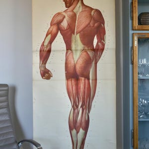 Vintage MUSCLES zurück Schule CHART HYGIENEMUSEUM Original Lehrtafel