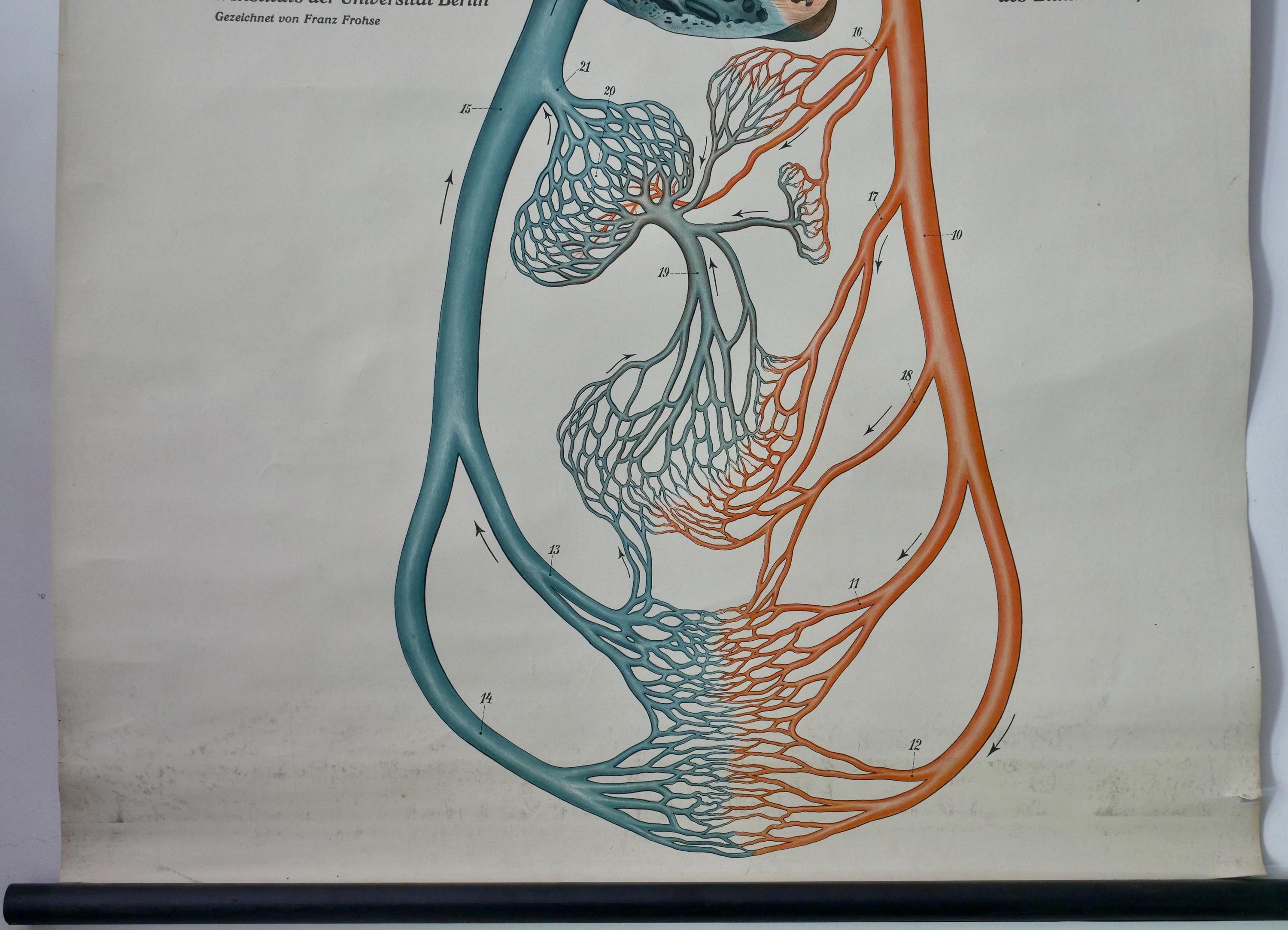 Vintage Blood Circulation FROHSE School CHART Original Educational ...