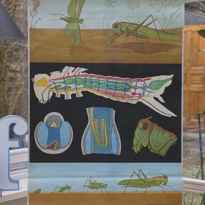 Vintage GRASHOPPER school CHART Jung Koch Quentell Original Educational Chart