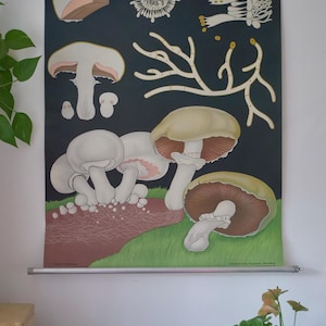 carte scolaire CHAMPIGNON CHAMPIGNON vintage Jung Koch Quentell carte éducative carte murale biologie