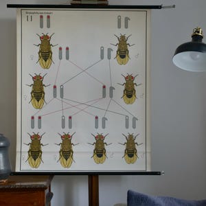 以下が含まれることがあります： 「Drosophila sex-linked I」のテキストが入った、ショウジョウバエの図解が描かれたヴィンテージ教育用チャート。ハエのイラストと遺伝子記号が描かれ、クリーム色の背景に黒い縁取りが施されています。木製のスタンドに取り付けられています。