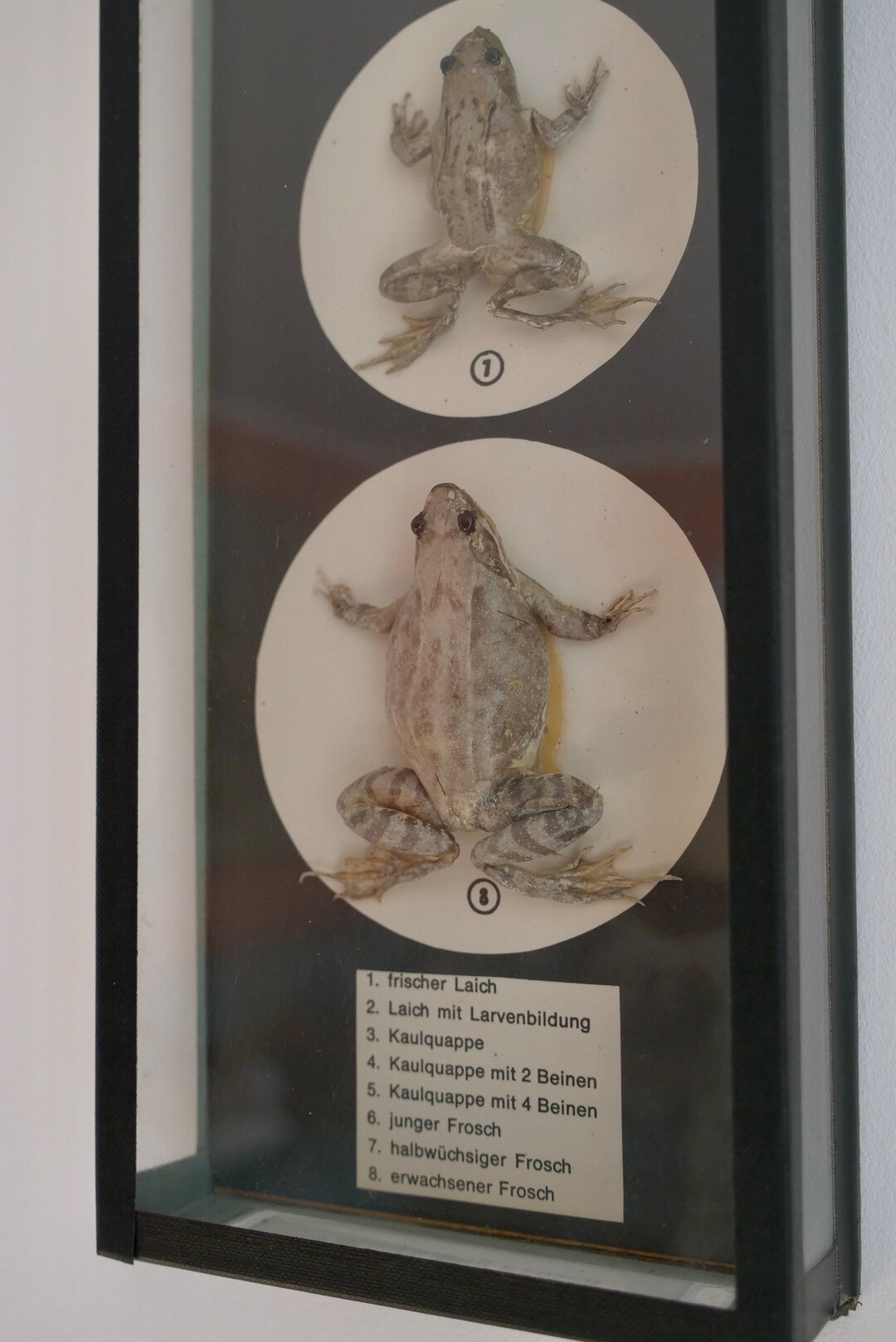 Vintage FROG From Egg to FROG Educational Model Evolution Etsy