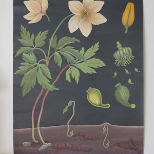 carte scolaire vintage ANEMONE en bois Jung Koch Quentell carte éducative originale