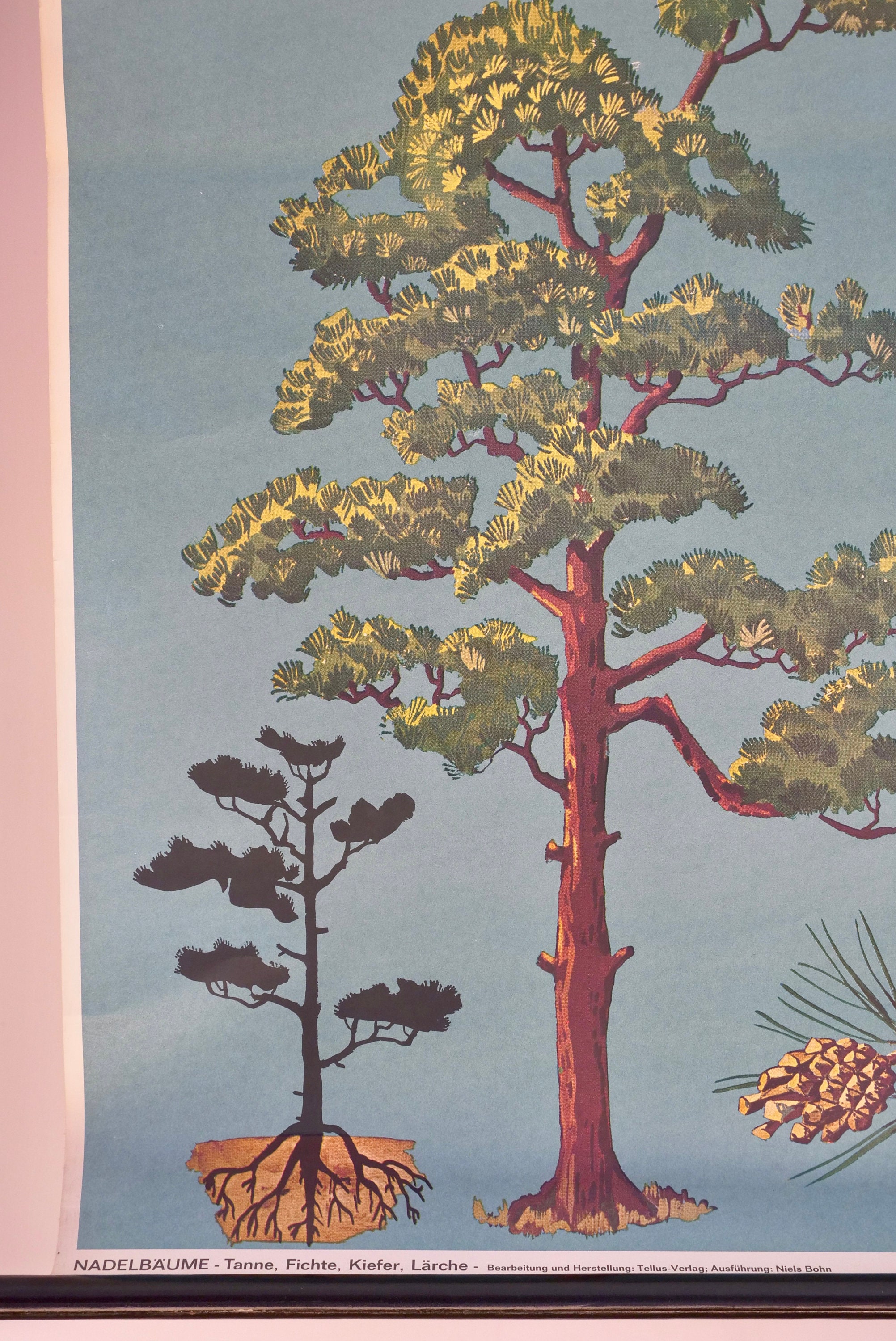 Vintage CONIFER TREES School Chart TELLUS Verlag Original Educational ...