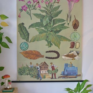 Vintage schoolkaart tabak Jung Koch Quentell originele educatieve kaart