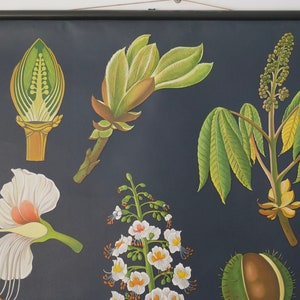 Vintage Kastanienbaum Schulkarte Jung Koch Quentell Original Lehrtafel