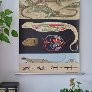 Carte scolaire vintage LIZARD Jung Koch Quentell Carte éducative originale