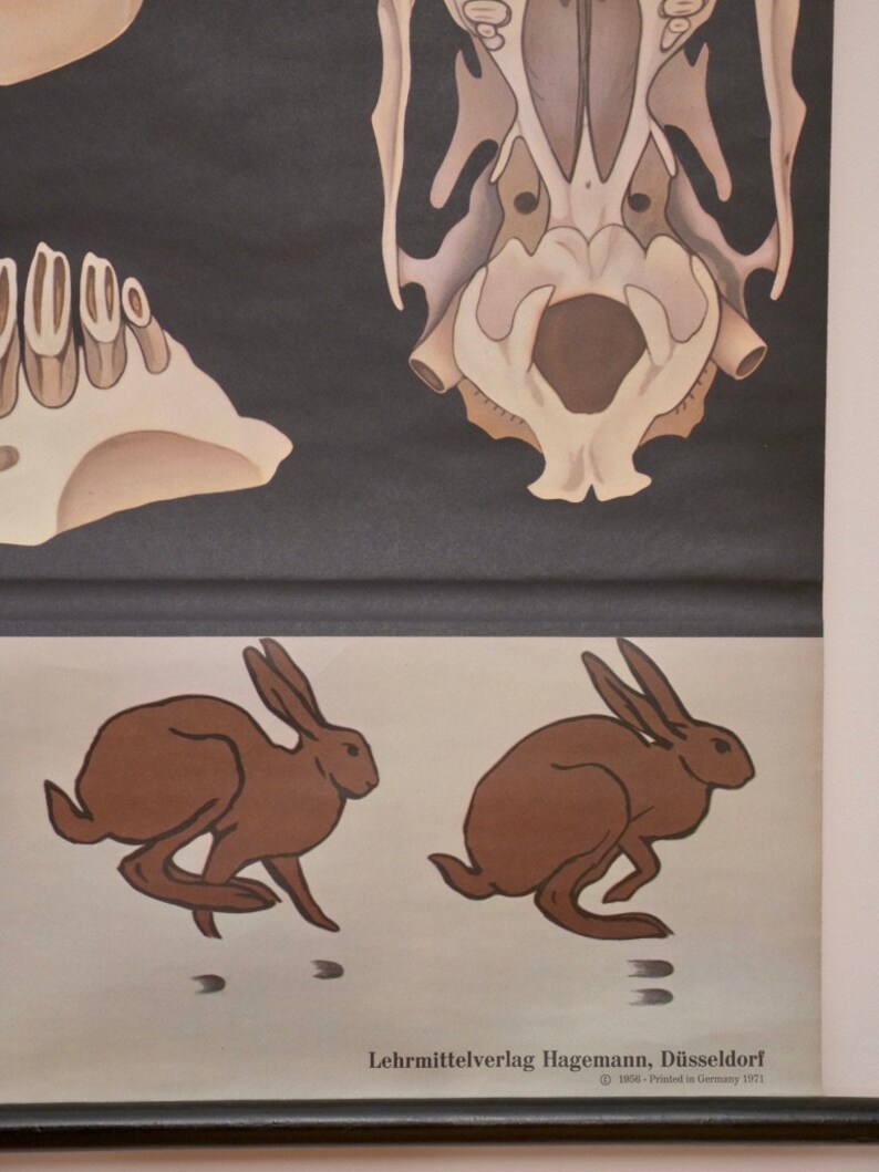 Jung And Rabbit Vintage School RABBIT Jung Koch Quentell Original Educational Chart - Etsy