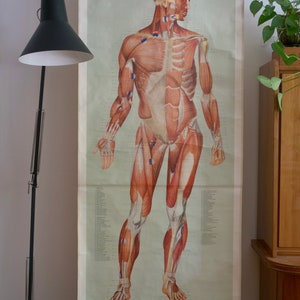 vintage MUSCLES front school CHART Ernst Klett 60s Original Educational Chart