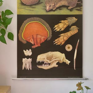 Vintage  School HEDGEHOG Jung Koch Quentell Original Educational Chart Wall Chart