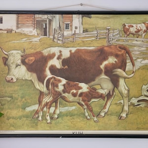 Vintage schoolkaart KOE en KALF Originele educatieve kaart Adalbert Pilch