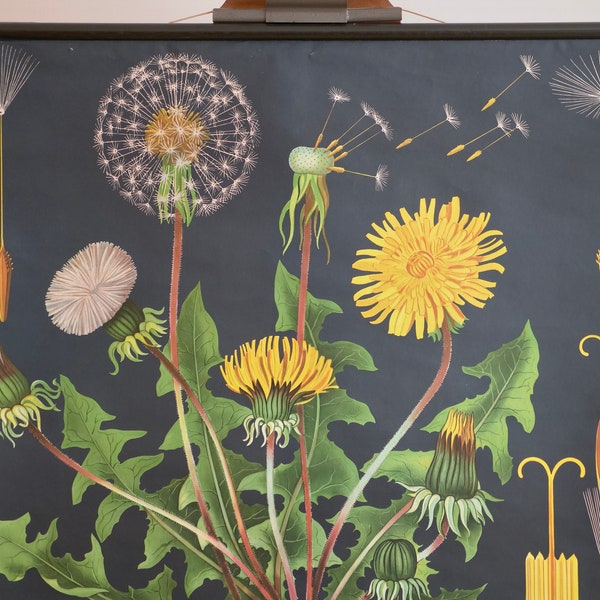 Vintage DANDELION school chart Jung Koch Quentell Original Educational Chart