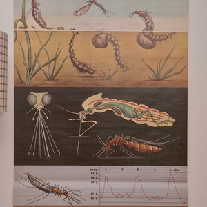 Vintage MOSKITO School CHART Jung Koch Quentell Original Educational Chart