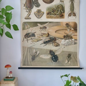 以下が含まれることがあります： さまざまな種類のハエを図解したヴィンテージ教育用チャート。詳細な解剖学的図とライフサイクルの段階が含まれています。「Fliegen (Brachycera)」というタイトルがチャートの上部に表示されています。