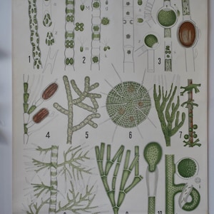 Carta escolar vintage GREENALGAE TAB.V Pr.Dr. M. Schmidt Carta educacional original anos 50