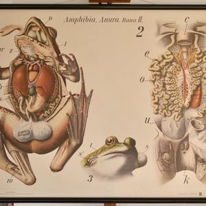 Tableau scolaire vintage PFURTSCHELLER Grenouille Amphibia. Anoure. Rana II. Carte pédagogique originale
