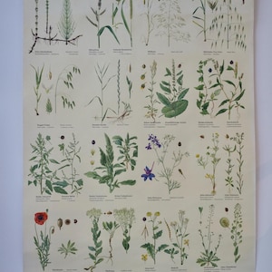 Peut inclure: Un tableau botanique vintage intitulé "Acker-Unkräuter" (Mauvaises herbes des champs) présentant des illustrations détaillées de diverses mauvaises herbes. Le tableau comprend une variété d'espèces végétales, chacune étiquetée en allemand. Le tableau est monté sur une tige noire.