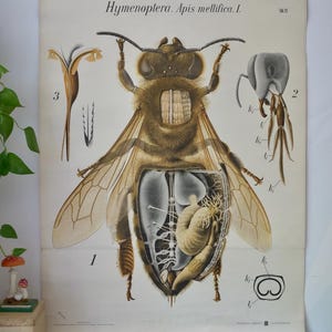 Vintage School Chart PFURTSCHELLER BEE Hymenoptera Apis Mellificia Original Educational Chart