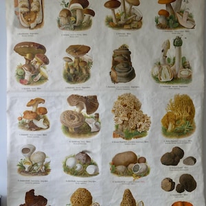 Litografía muy rara de la época del Dr. Schmeil, 1907, con el título MUSHROOM II