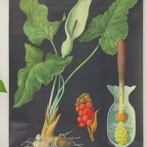 Vintage ARUM GEFLECKTER ARONSTAB school chart Jung Koch Quentell Original Educational Chart