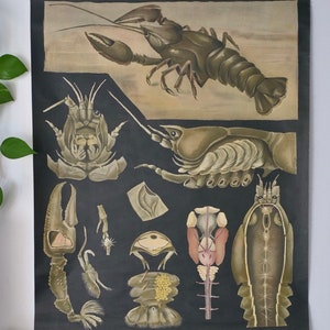 Vintage  School CHART CRAYFISH Lithograph Jung Koch Quentell 1950s Original Educational Chart