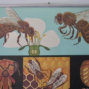May include: A vintage educational poster featuring detailed illustrations of bees. The top section shows bees near a flower against a light blue background. The lower section displays close-ups of bee anatomy and honeycomb cells. The poster is mounted on a metal rod.